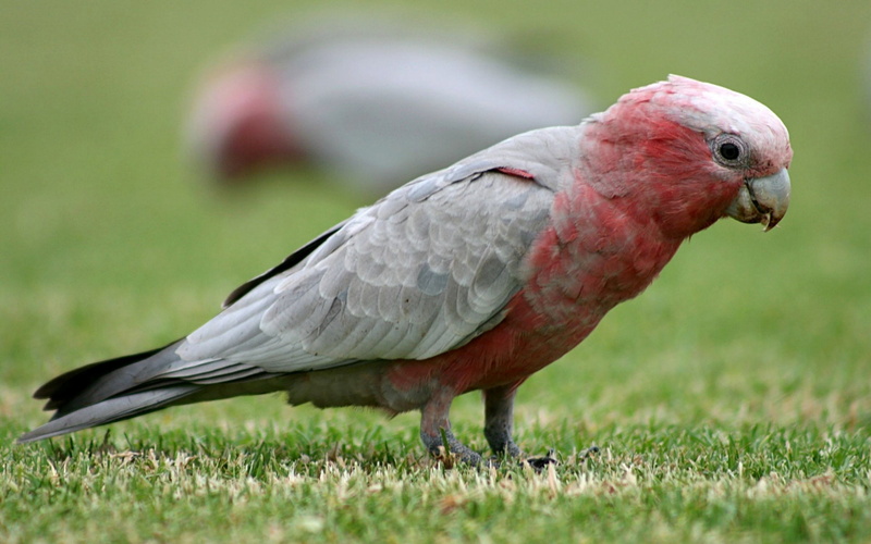 1080P, galah