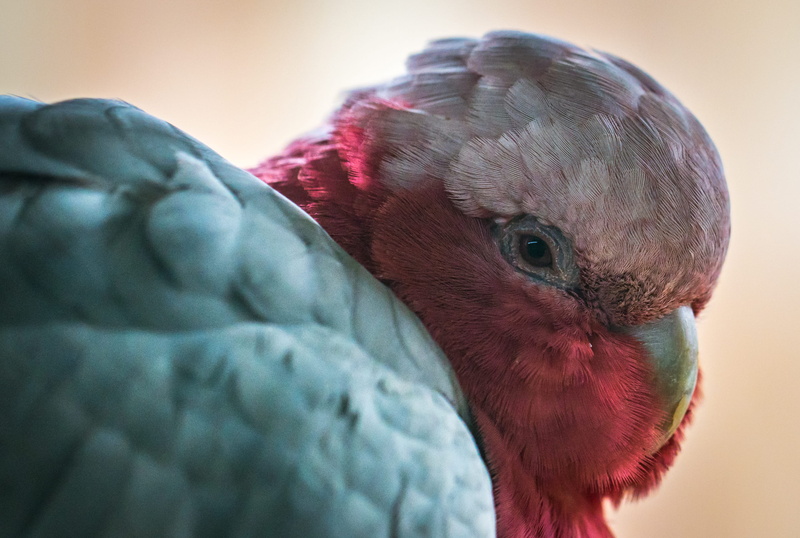 exotic, macro photography, animal body part, livestock, animal head, no people, focus on foreground, agriculture, 2K, galah, eye, face, one animal, mammal