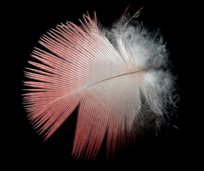cut out, nature, studio shot, night, no people, black background, bird, galah, 2K, single object, feather, still life, vulnerability, softness, close-up