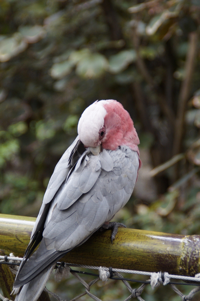 zoo, perching, day, Australia, plumage, animals in the wild, nature, clean, feather, beak, animal themes, outdoors, tree, close-up, feathers clean, focus on foreground