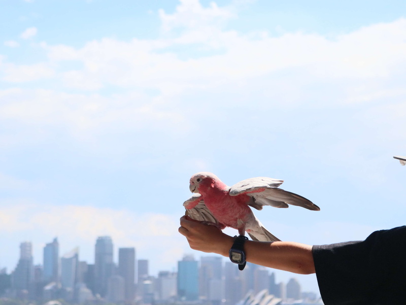 sky, spread wings, animal wildlife, hand, office building exterior, animal themes, focus on foreground, building exterior, animal, built structure, 4K