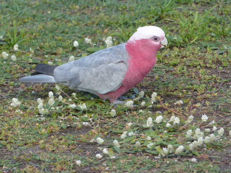 animal themes, 4K, plant, close-up, mammal, full length, majestic, galah, white color, day, side view, wilderness, fly, vertebrate, beak, feather, one animal