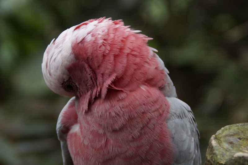 feathers clean, animal body part, animals in the wild, 5K, one animal, zoo, parrot, bird, animal wildlife, focus on foreground, cockatoo, animal head