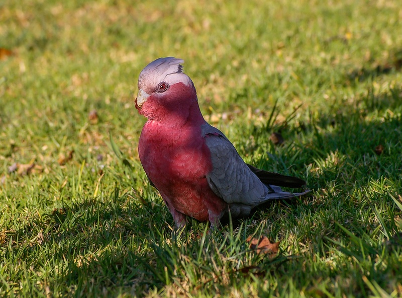 close-up, animal, selective focus, day, parrot, vertebrate, field, grass, grey, queensland, animal wildlife, green color, galah, wildlife, one animal, bird