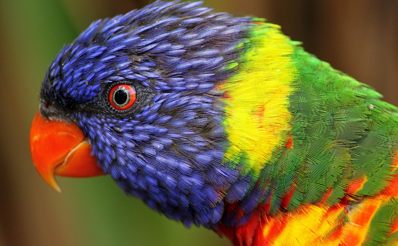 bird, animal eye, 4K, animal wildlife, vibrant color, close-up, profile view, focus on foreground, blue, looking, no people, day, parrot, beauty in nature