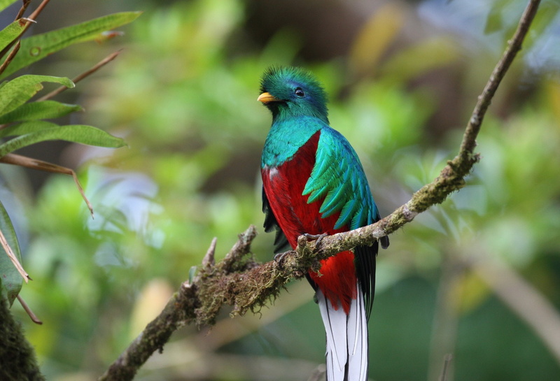 Multicolores, bird, branch, vertebrate, animals in the wild, animal themes, 1080P, one animal, plant, Exotica, focus on foreground, quetzal, blue, tree