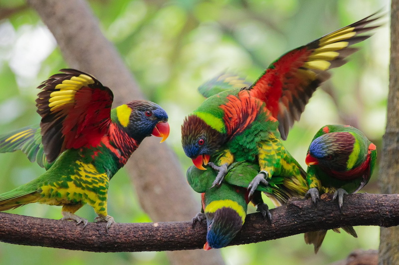 Rainbow Lorikeet, Branch, Birds, no people, animal themes, beauty in nature, two animals, group of animals, animal wildlife, vertebrate, multi colored