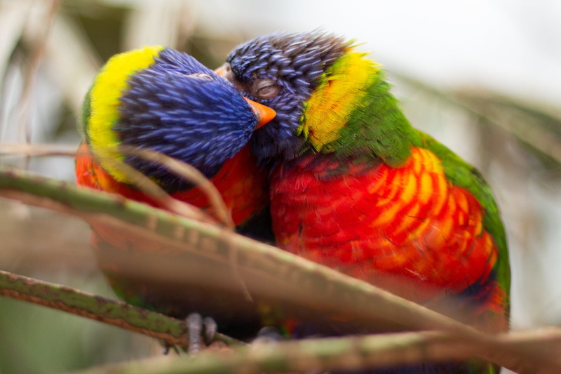 Birds, two animals, vertebrate, animal wildlife, Bokeh, group of animals, animals in the wild, 1080P, red, close-up, day, no people, Bird, outdoors, perching