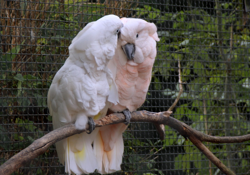 parrot birds, animals in the wild, affection, no people, tree, animal themes, bird, perching, white pink, animal wildlife, boundary, branch, together, outdoors