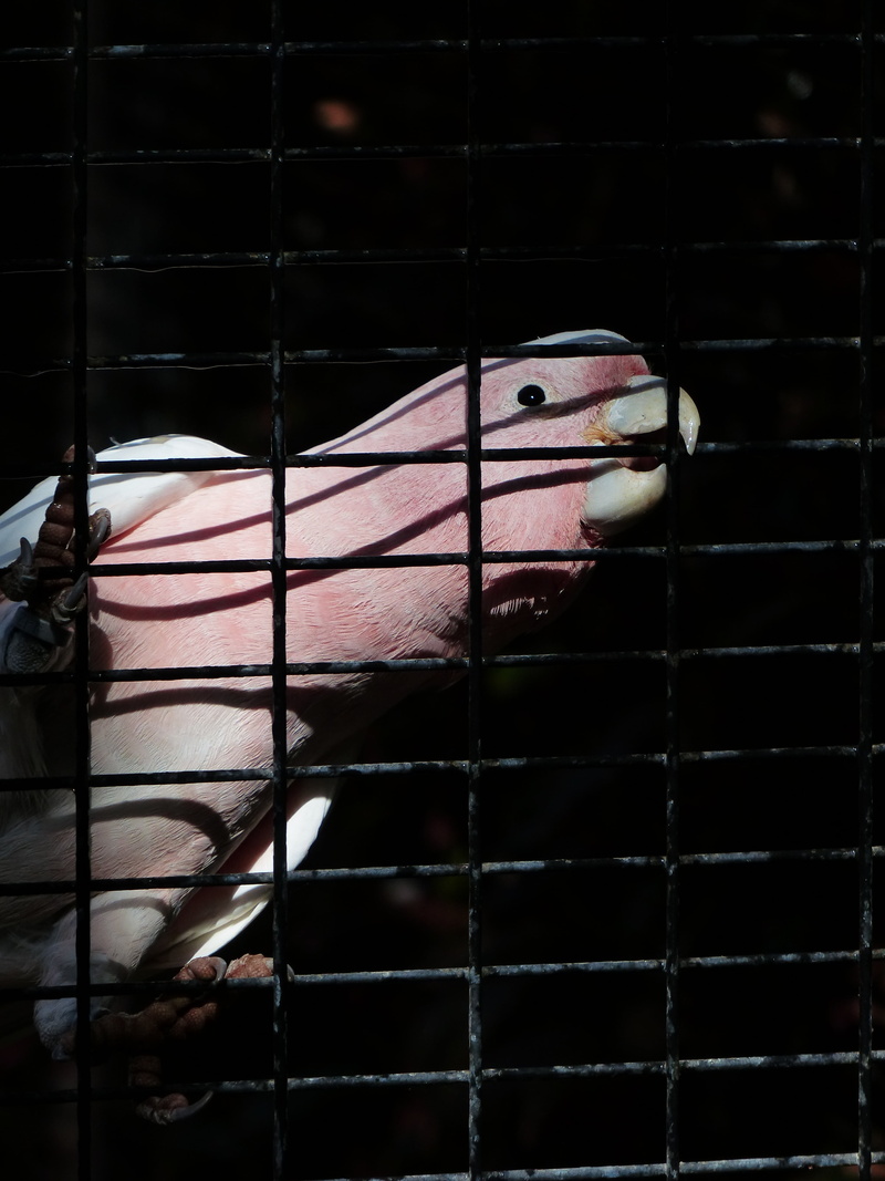 mammal, cage, inca kakadu, one animal, animal body part, pink, 4K, beak, animal head, vertebrate, domestic, birdcage, day, livestock, cockatoo, parrot