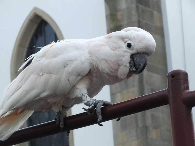 outdoors, parrot, window, white color, animal themes, 2K, animal wildlife, vertebrate, pets, metal, beak, one animal, no people, cockatoo, animals in the wild