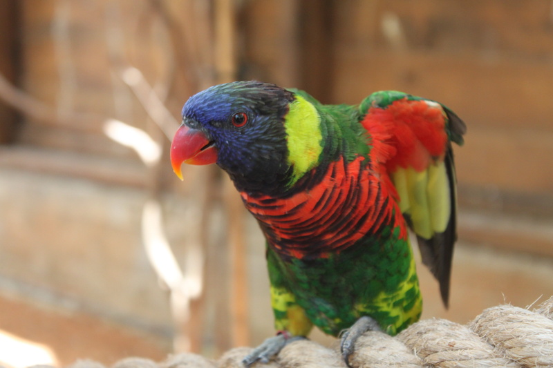 multi colored, animal wildlife, wing, no people, wildlife, birds, beak, animal, flapping, day, animal themes, rock - object, nature, head, parrot cariamarillo