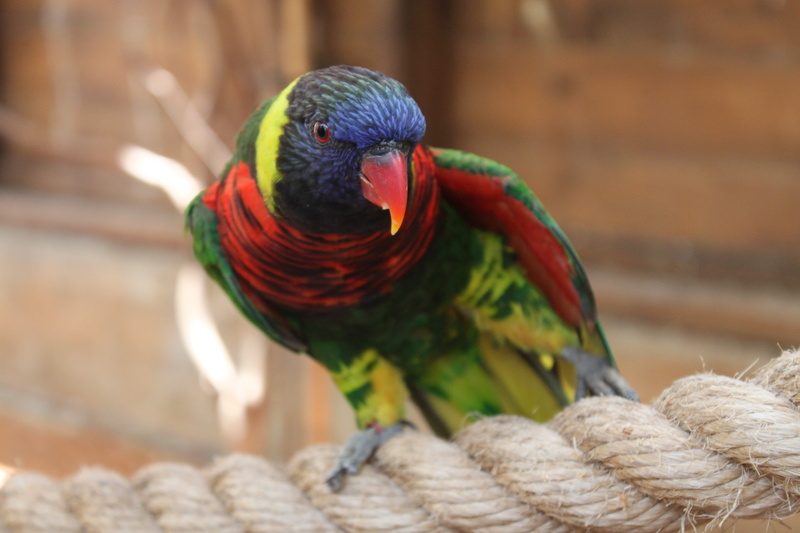 Animal, looking, Red, rope, zoology, wings, beak, perching, vertebrate, yellow, Birds, arara, close-up, rainbow lorikeet, Bird, no people, bird, Parrot