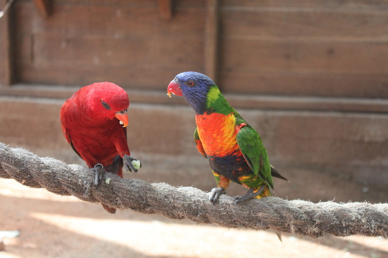 beak, outdoors, animal wildlife, wildlife, rainbow lorikeet, 4K, tropical, blue, african parrot, scarlet macaw, branch, two animals, Red, animal themes