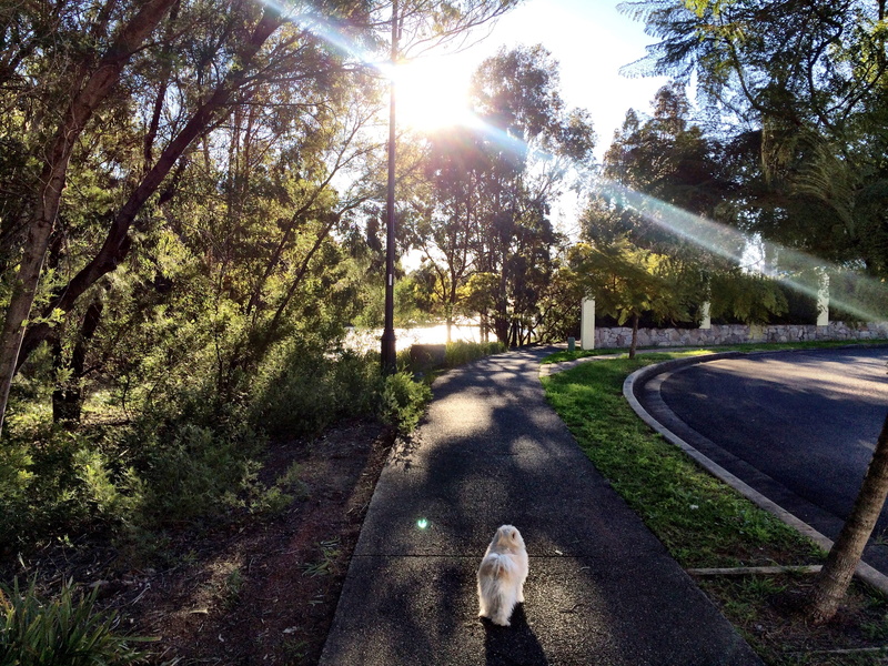 vertebrate, australia, dog, domestic, sun, mammal, lens flare, tree, animal themes, 59 northridge ave, day, one animal, no people, direction, canine, nature