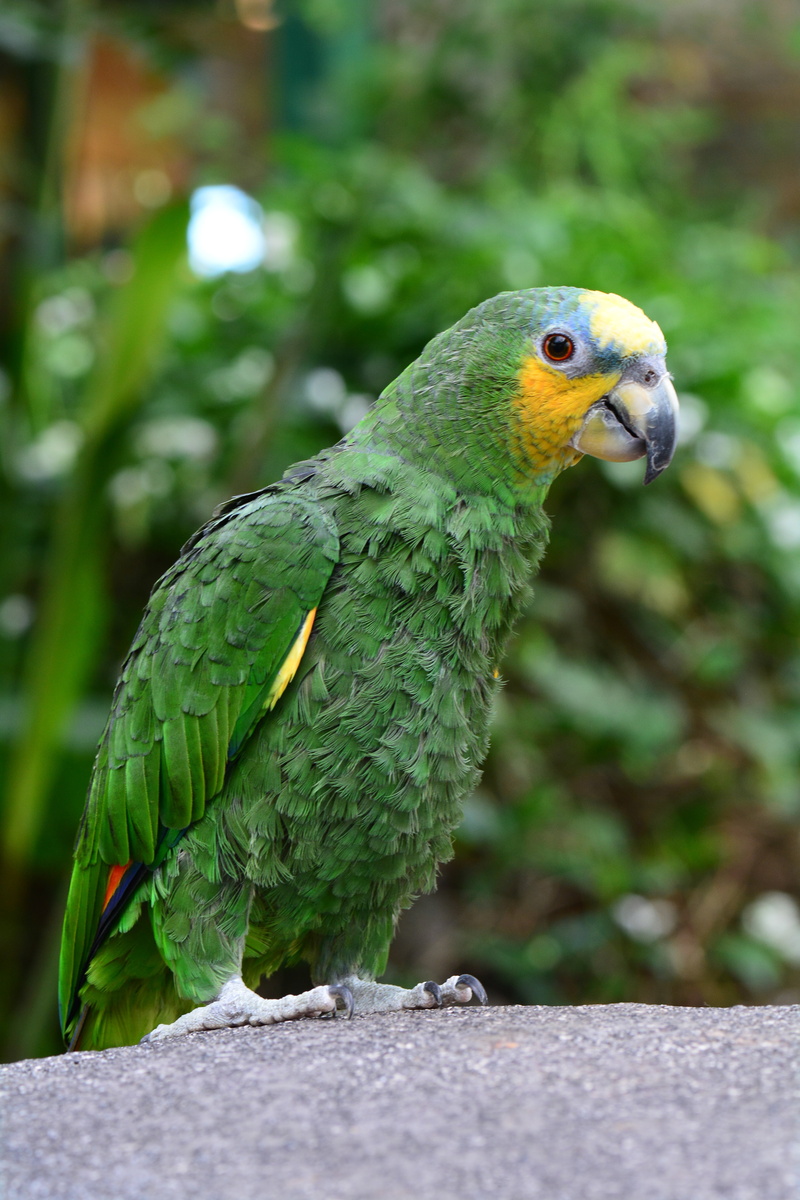 beak, day, animal themes, looking away, parrot, close-up, perching, animal head, animal wildlife, beauty in nature, rainbow lorikeet, animal, plant, one animal