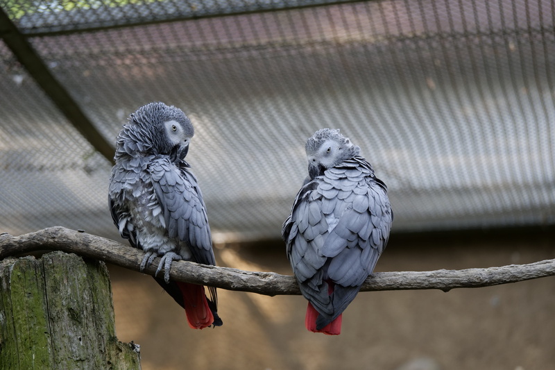 group of animals, animals in captivity, perching, bird, barrier, parrot, togetherness, 5K, zoo, no people, vertebrate, two animals, african grey parrot