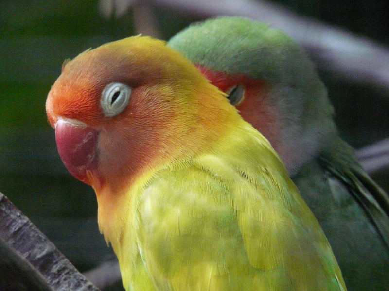 bird, african parrot, animal themes, pair, no people, lovebirds, real parrot, color, outdoors, one animal, animal head, love birds, focus on foreground