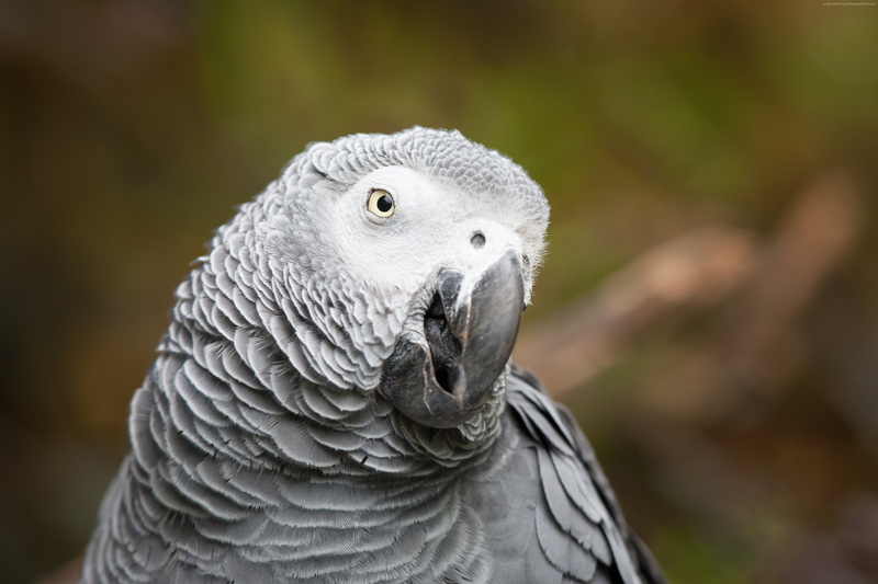 African grey parrot, funny, 4K, cute animals, blur