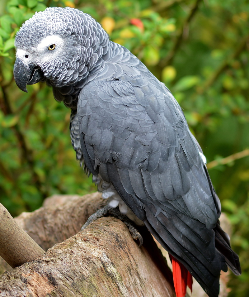 nature, vertebrate, animals in the wild, gray, animal, animals in captivity, animal themes, one animal, branch, african grey parrot, day, bird, tree, no people