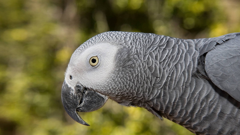 Bird, 1080P, African Grey Parrot, Parrot, Birds