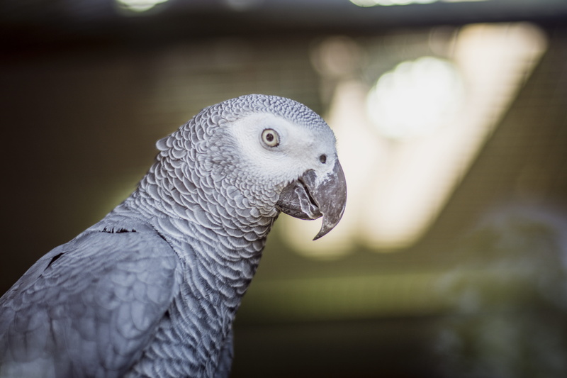 beak, looking, animal head, bird, animals in captivity, animal eye, 5K, animal wildlife, one animal, african, parrot, bird of prey, animal, photography