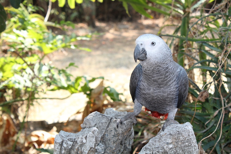 bird, tropical, one animal, animal, looking, animal wildlife, 4K, exotic, day, close-up, perching, animal themes, solid, no people, rock - object, african grey