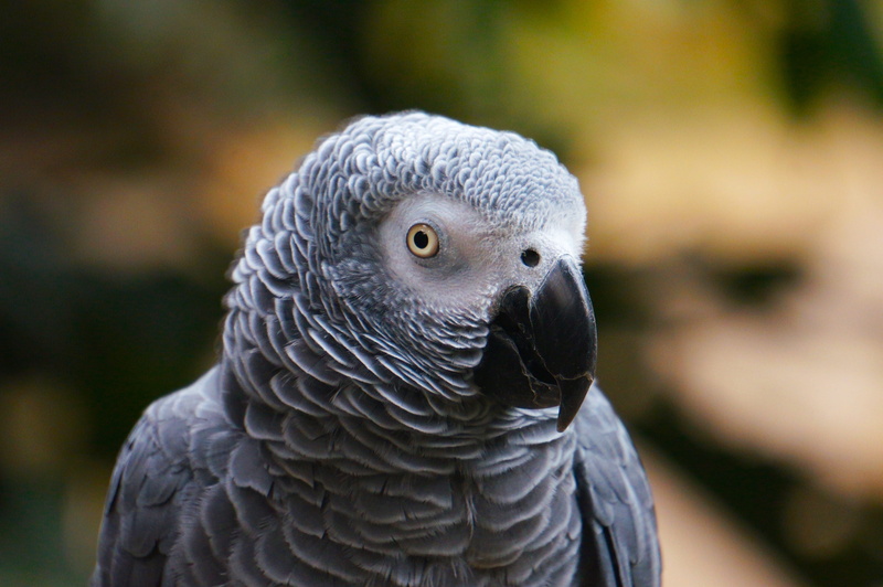 Bird, animals, Animal, day, Nature, bird of prey, animal wildlife, animal themes, animals in the wild, selective, african, Close Up, looking, no people