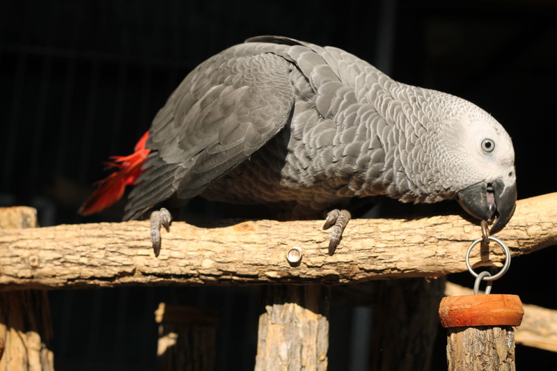 animals in captivity, perch, beak, profile view, animals in the wild, african grey, animal body part, one animal, exotic, perching, nature, tropical, no people