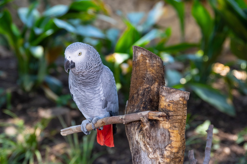animals in the wild, grey, animal themes, tree, feathers, 5K, vertebrate, branch, one animal, wood - material, wildlife, selective, zoology, perched, animal