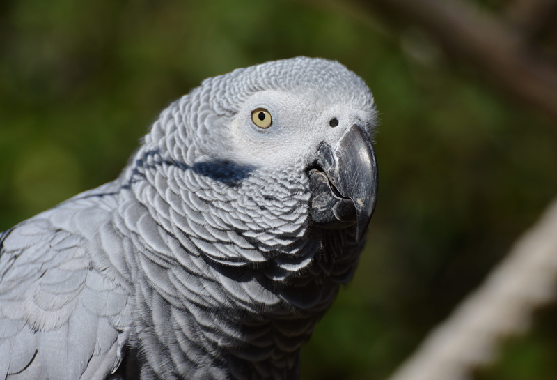 animal head, animal, outdoors, animal photography, close, psittacus erithacus, close-up, nature, day, feather, animal eye, animal body part, animal themes
