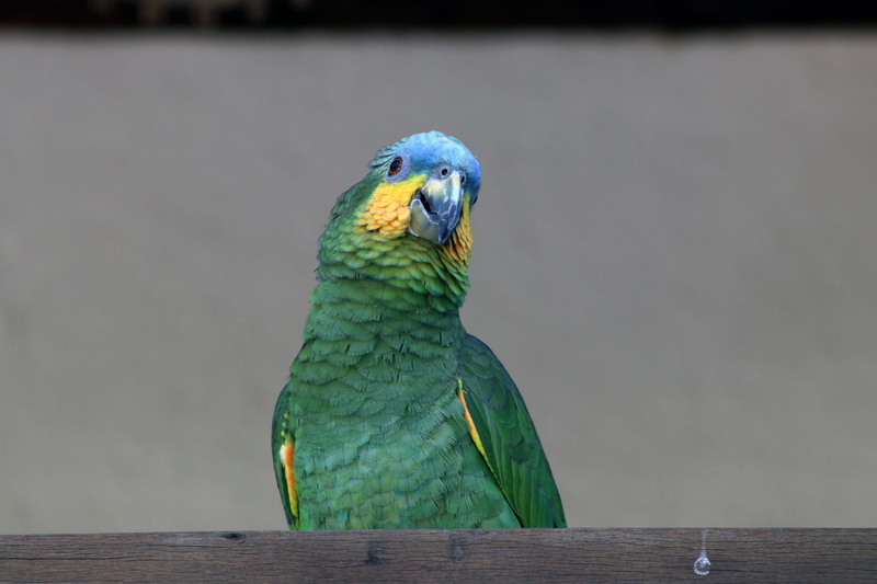 eating, table, green color, finch, one animal, animal wildlife, duck, parakeet, food, perching, veins, blue, rust, desktop background