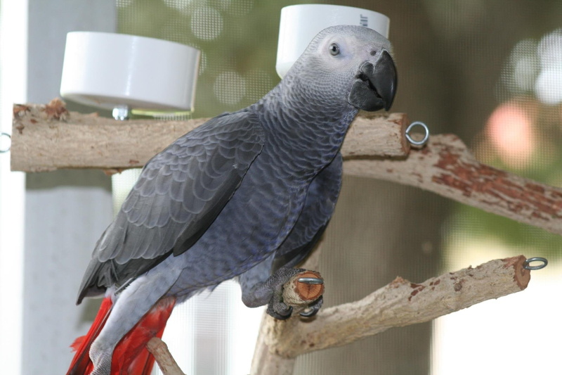 animal, wood - material, food, grey, perching, african, no people, animal themes, day, tree, vertebrate, pet, food and drink, bird feeder, bird, one animal