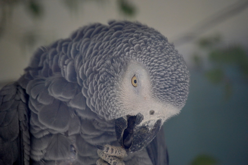animal eye, animals in the wild, day, animal themes, animal wildlife, feather, bird of prey, bird, profile view, animal body part, gray, wildlife, grey