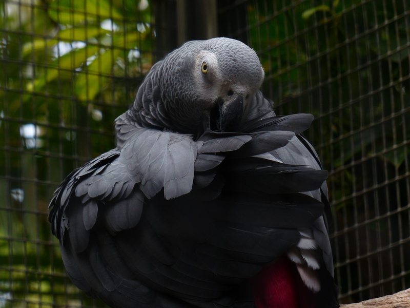 psittacus erithacus, animal wildlife, metal, real parrot, animals in captivity, day, birdcage, no people, psittacidae, parrot, focus on foreground, animal