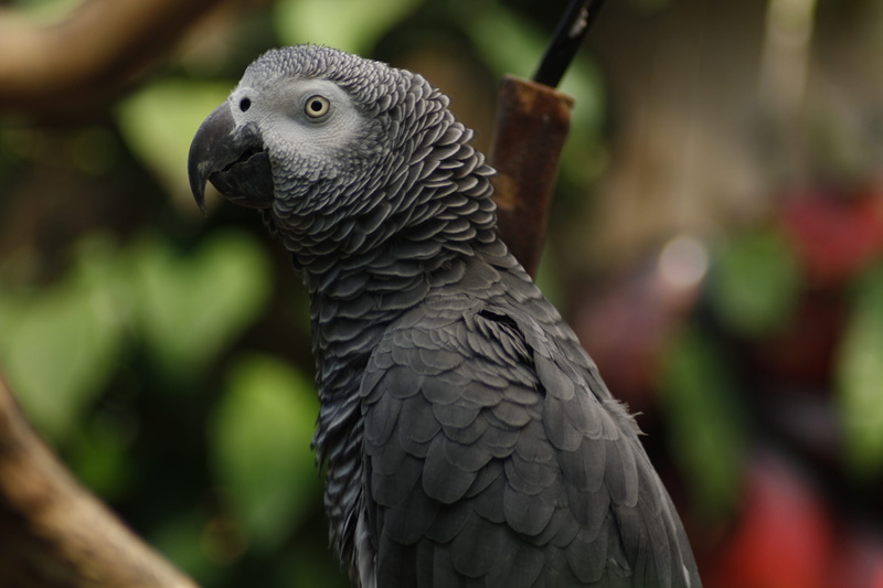 vertebrate, gray, one animal, stare, focus on foreground, animal wildlife, african, beak, nature, no people, 4K, animal body part, feather, animal head