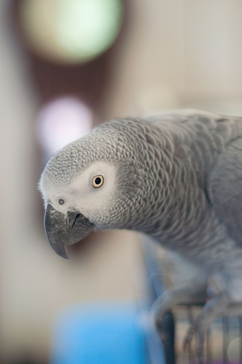 nature, day, vertebrate, animal, indoors, african, photography, parrot, no people, close-up, animal head, animals in the wild, selective, animal wildlife