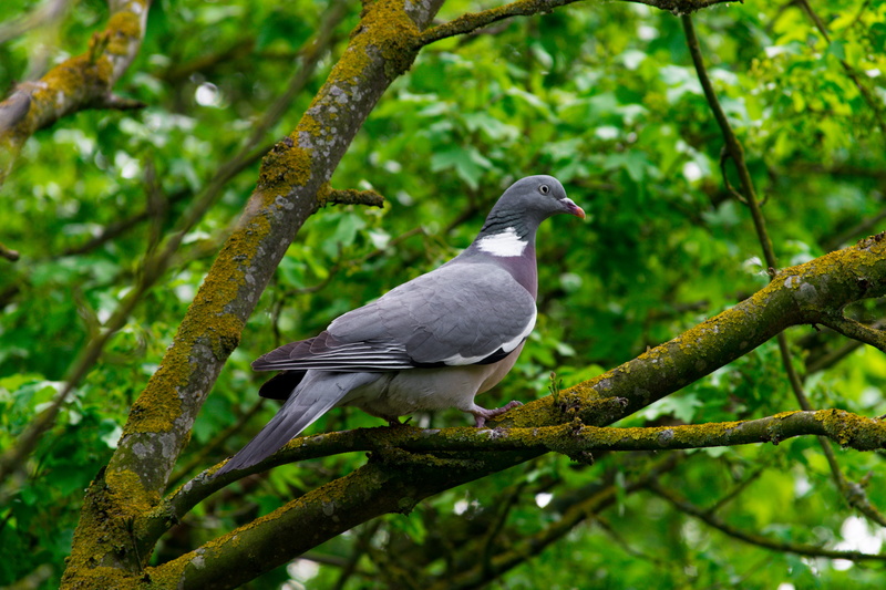goose, animal wildlife, tree, low angle view, perching, cardinal, stork, plant, animal, accipiter, agelaius, day, blackbird, focus on foreground, dove