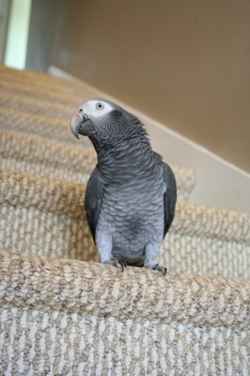 perching, focus on foreground, stairs, day, pets, indoors, no people, portrait, animals in the wild, domestic, animals in captivity, vertebrate, one animal
