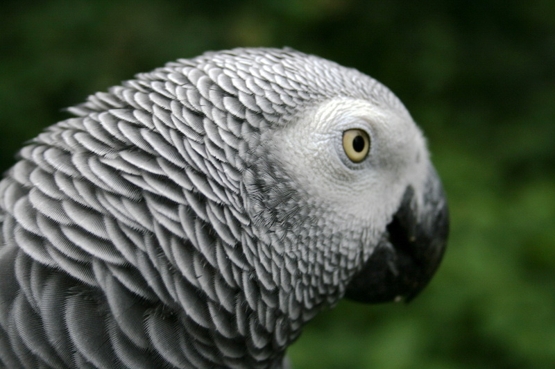 African Grey Parrot, 1080P, Birds