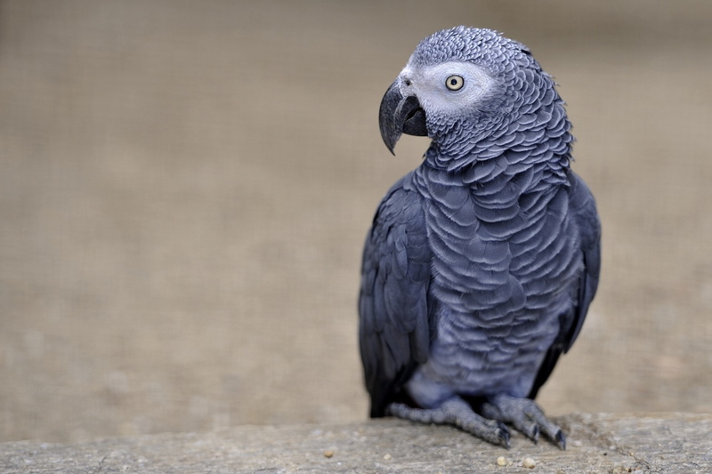 african grey parrot, 1080P