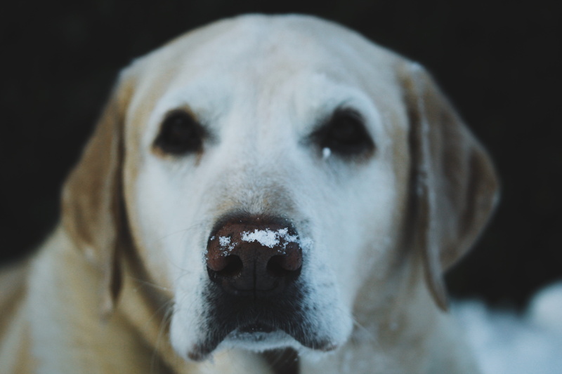 bear, looking at camera, close-up, animal nose, parrot, african grey parrot, labrador, golden retriever, pets, animal eye, 5K, animal, adult, domestic animals