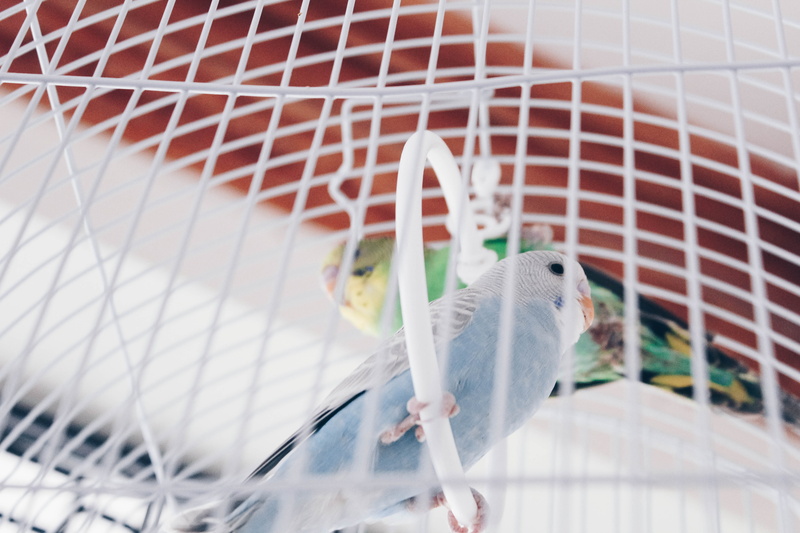 close-up, racket, one animal, animals in captivity, canary, birdcage, african grey parrot, pets, bluebird, bird, sports, finch, fish, vertebrate, perch