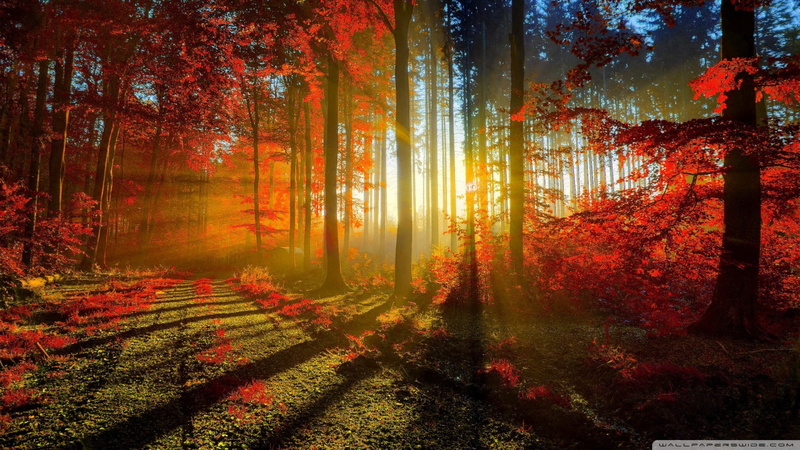 tree, Forest, 4k nature walls, 1080P, autumn, path, fall, nature, 1920x1080