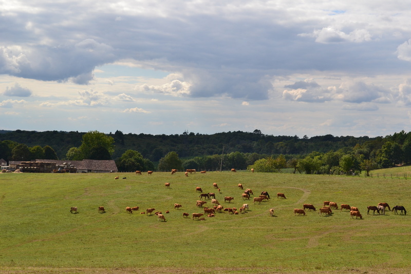 outdoors, cloud - sky, prairie, grass, meadow, 4K, environment, pre, field, rural Scene, clouds, group of animals, animal wildlife, grazing, animal, horses