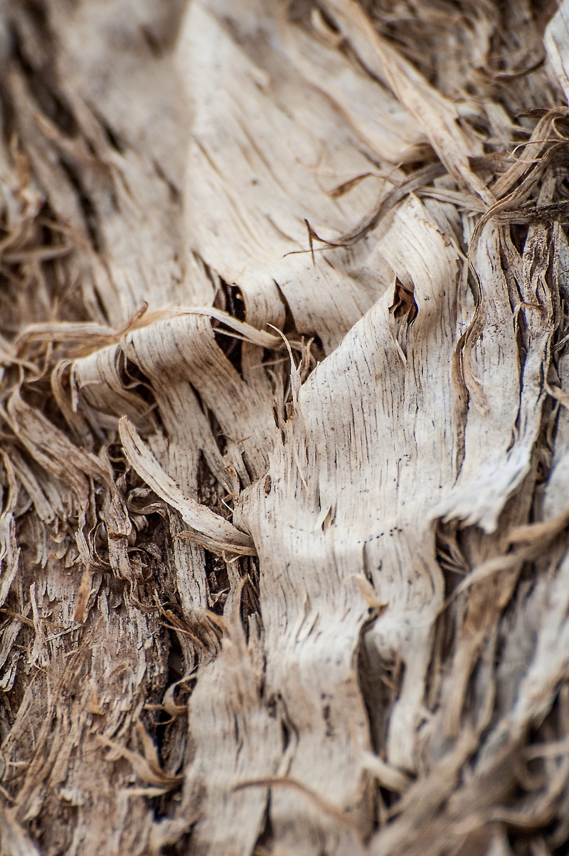 nature, wood, mammal, texture, 2K, strips, artsy, trunk, selective focus, outdoors, tree trunk, animals in the wild, vertebrate, art, animal wildlife