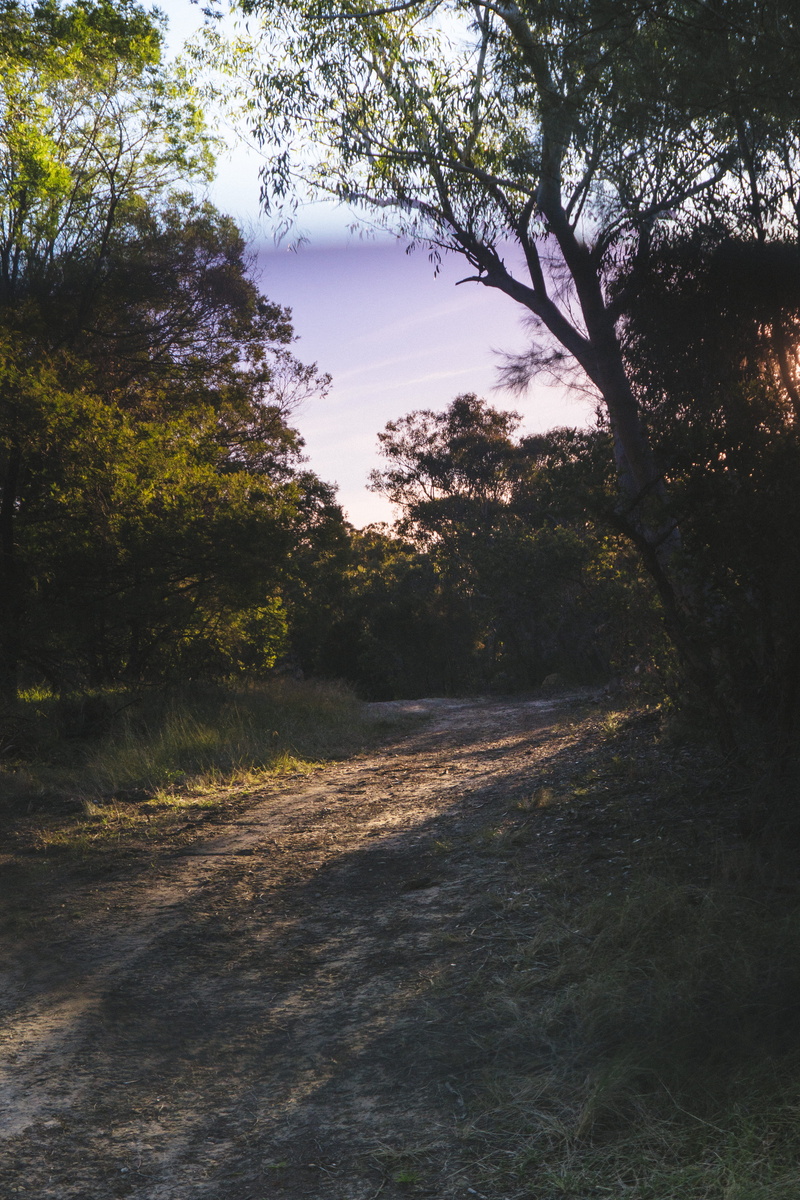 land, grass, path, sunglasses, non-urban scene, sky, direction, forest, tree, outdoors, plant, jungle, field, the way forward, day, road, beauty in nature