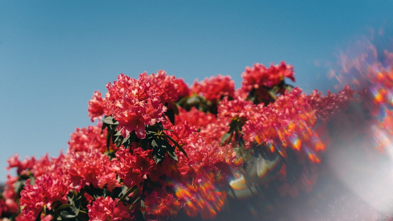 flower, acanthaceae, vulnerability, bunch of flowers, bright, red, blossom, summer, warm, spring, flowers, sky, autumn, fragility, water, aquatic, 5K