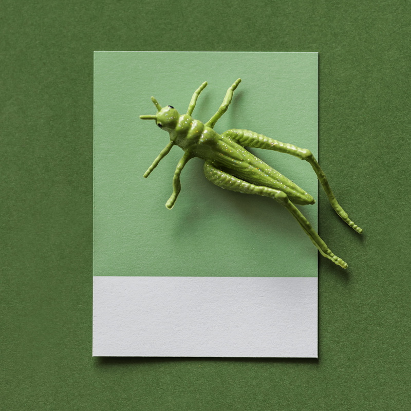 paper, design, bug, card, creativity, close-up, green background, animal, concept, green color, studio shot, shape, grasshopper, animal body part, artsy