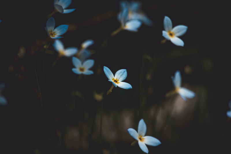 spring, artsy, blur, macro, freshness, white color, flowers, petal, shallow, flowering plant, close-up, plant, selective focus, focus on foreground, flower
